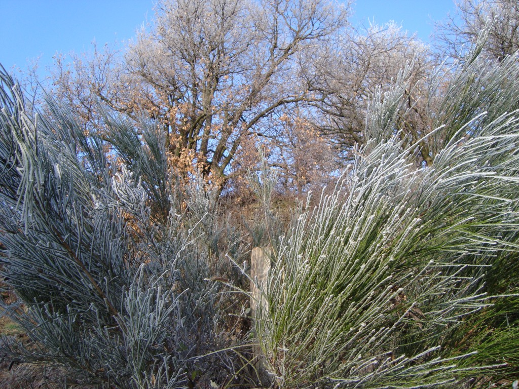 Chateauvieux, 04-01-09, 11-32.jpg